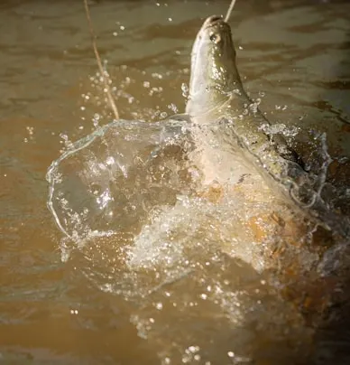 A fish splashing out of the water after being caught by a fishing line.