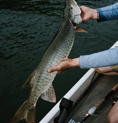 A fisherman holding a muskie fish on a boat, caught in the waters.